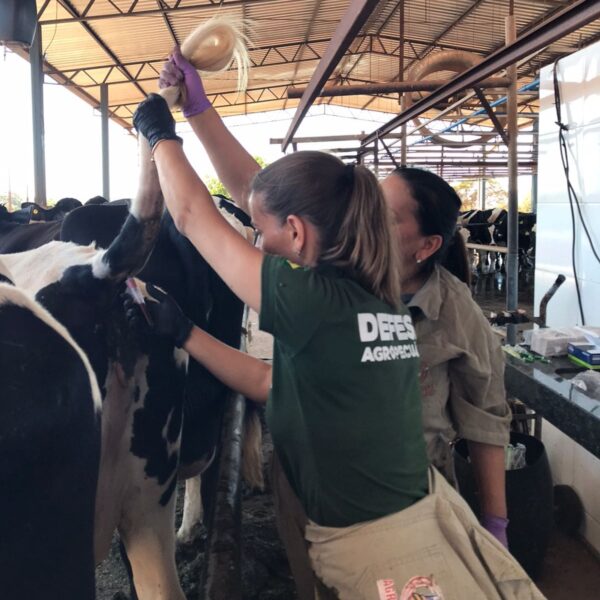 Equipe da Agrodefesa realizando exames