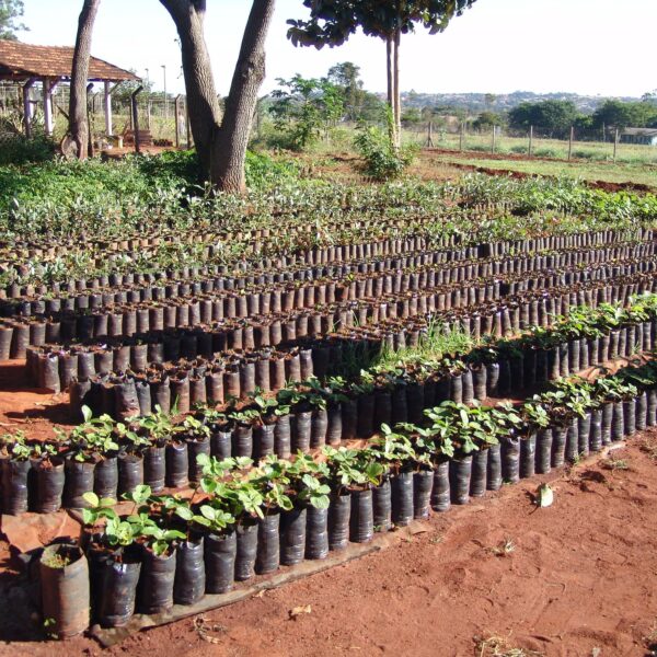 mudas de árvores nativas do Cerrado