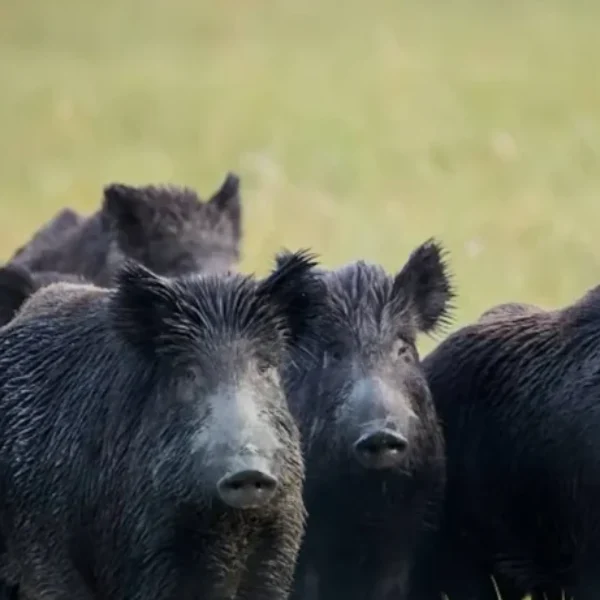 Agrodefesa reforça importância do trabalho de monitoramento da população de javalis em Goiás