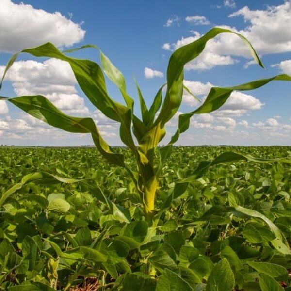 Agrodefesa alerta agricultores sobre importância da destruição do milho tiguera