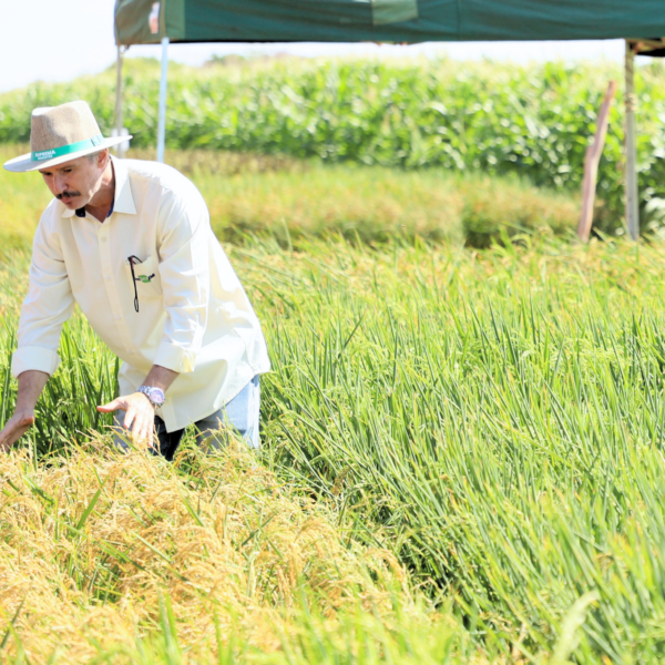 Emater e Embrapa desenvolvem pesquisa sobre uso de bioinsumos no cultivo de arroz