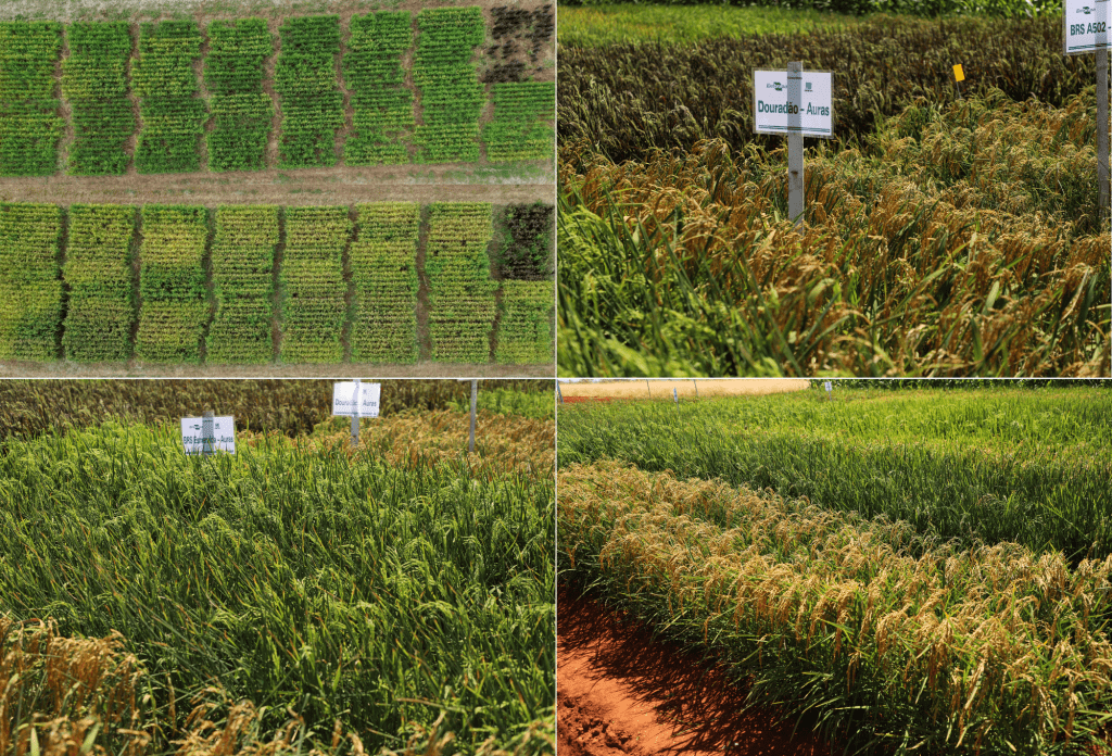 Emater e Embrapa desenvolvem pesquisa sobre uso de bioinsumos no cultivo de arroz