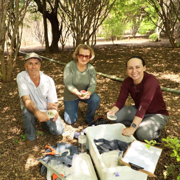 Emater Goiás intensifica pesquisa para identificar espécies de jabuticaba, em Hidrolândia