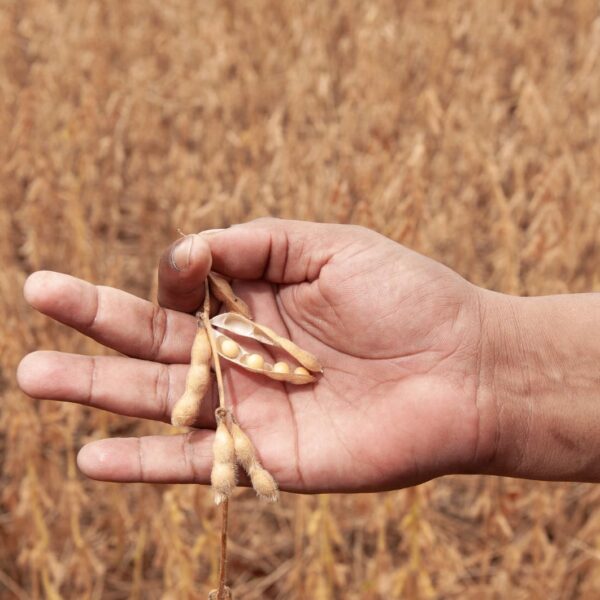 Produção goiana de grãos deve crescer 11,4% na safra 2024/2025