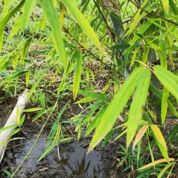 Saneago implanta projeto inovador no tratamento de esgoto em Goiás