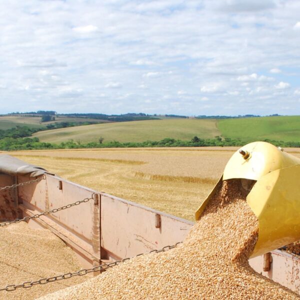 Goiás se consolida como líder na produção de trigo no Centro-Oeste