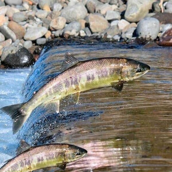 Piracema: período de defeso começa em 1º de novembro e vai até 28 de fevereiro de 2025