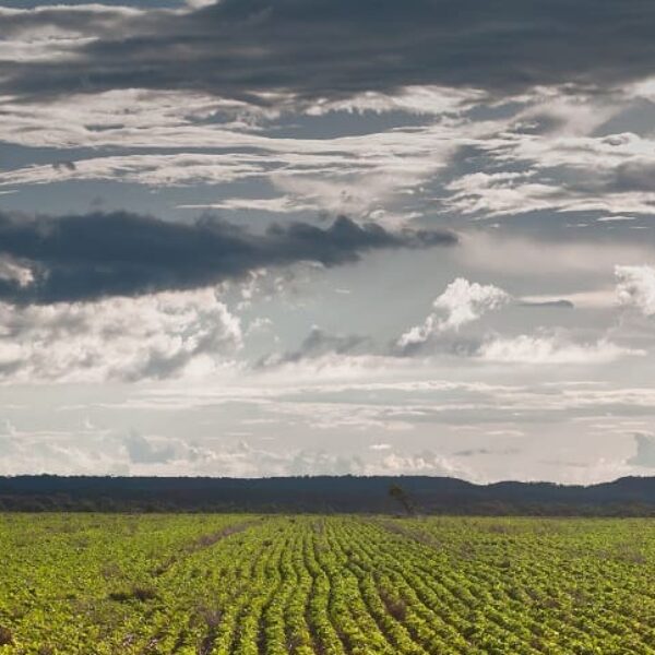 Produtor rural tem até 02 de janeiro para efetuar semeadura da soja em Goiás