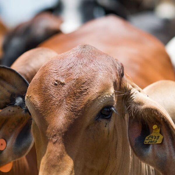 Declaração de rebanho deve ser feita à Agrodefesa até 31 de dezembro, em Goiás