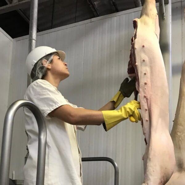 Agrodefesa abre edital para contratar médicos veterinários