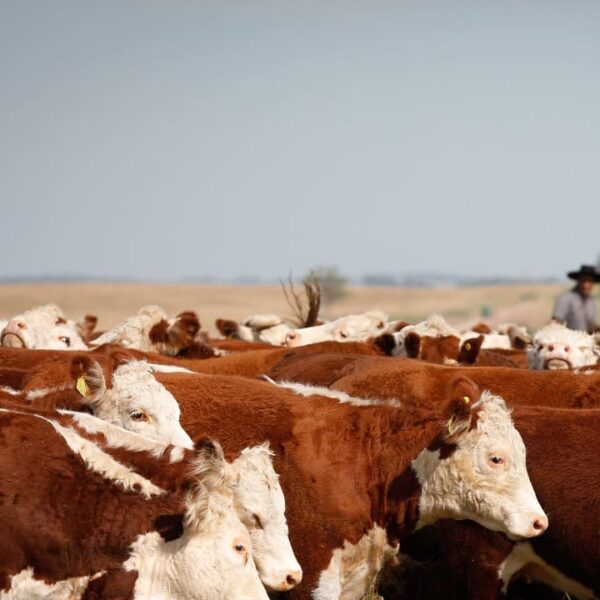 Em alta, abate de bovinos atinge 1,06 milhão de animais em Goiás