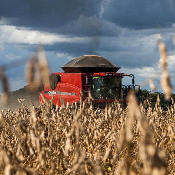 Goiás bate recorde em produção e produtividade de soja na safra 2024/25