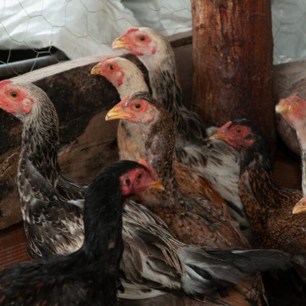 Aves - Governo reforça alerta para gripe aviária
