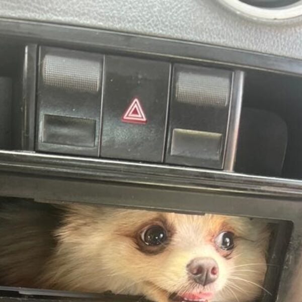 Bombeiros em Luziânia resgatam cachorro preso no painel do carro