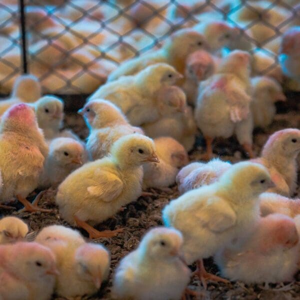 Comércios avícolas têm até sexta para enviar declaração de biosseguridade