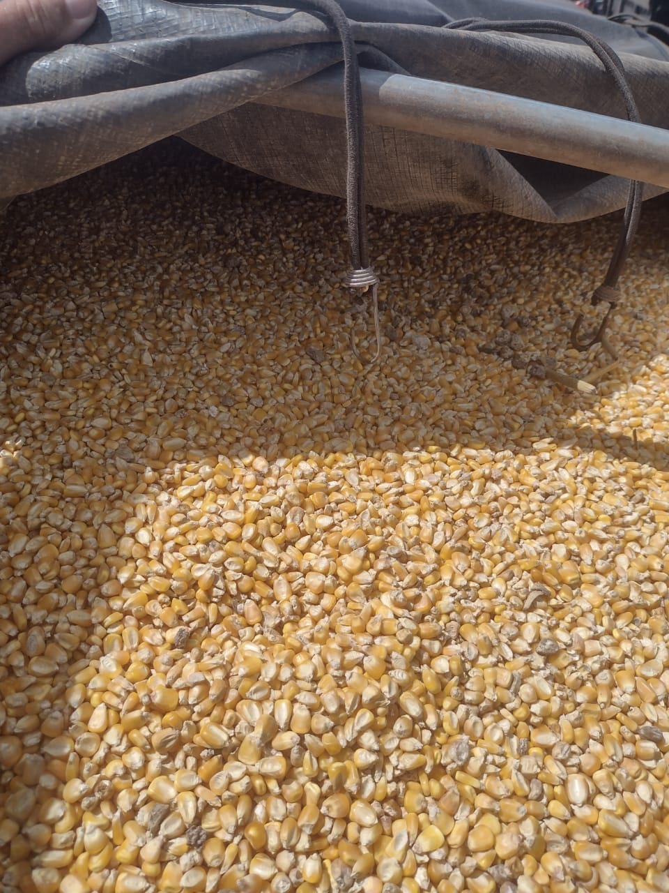 Receita Estadual apreende carga irregular de 528 toneladas de milho