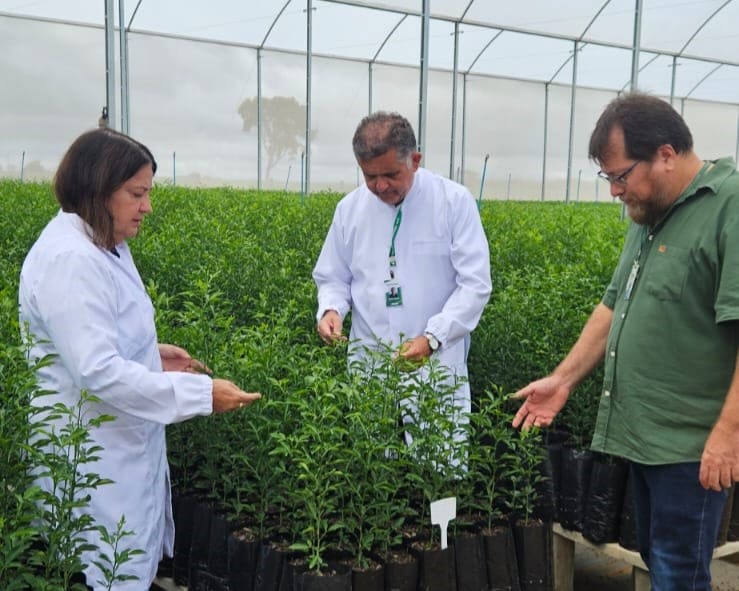 Viveiro de mudas citrus cadastrado na Agrodefesa