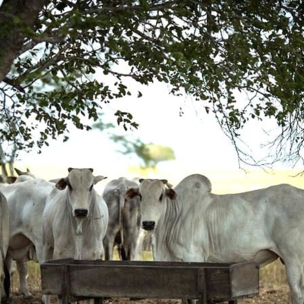 Goiás contabilizou mais de 22 milhões de cabeças de bovinos, em 2024, segundo a Agrodefesa