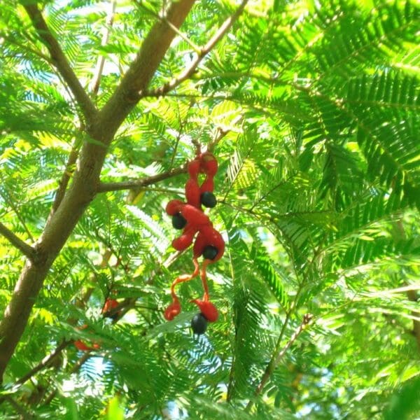 Árvore brinco-de-índio (Foto: Sedam RO)