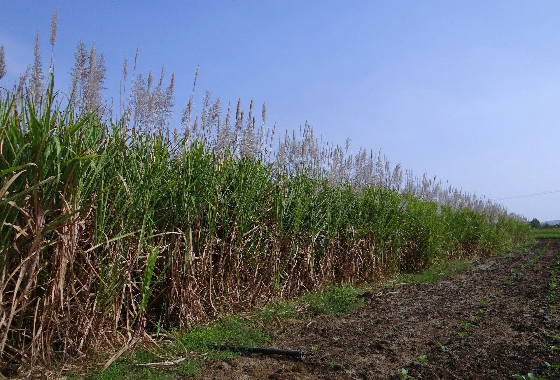 Acordo com indústria da Índia trará fábrica de biometano para Rio Verde