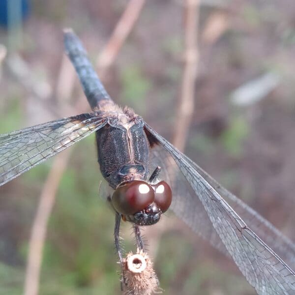 Semad realiza primeira avaliação de risco de extinção de espécies da fauna de Goiás
