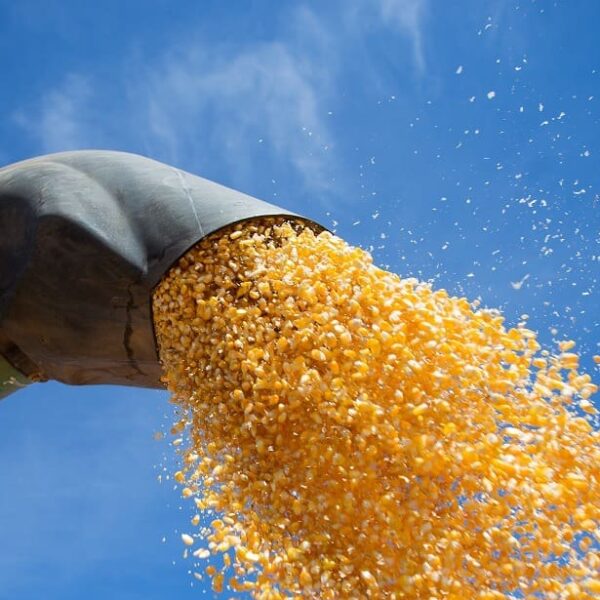 Produção goiana de grãos deve avançar 14,2% na safra 2024/2025 - milho