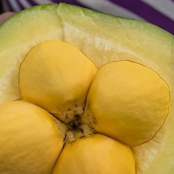 Semad vai financiar projetos da sociobiodiversidade em Goiás- pequi