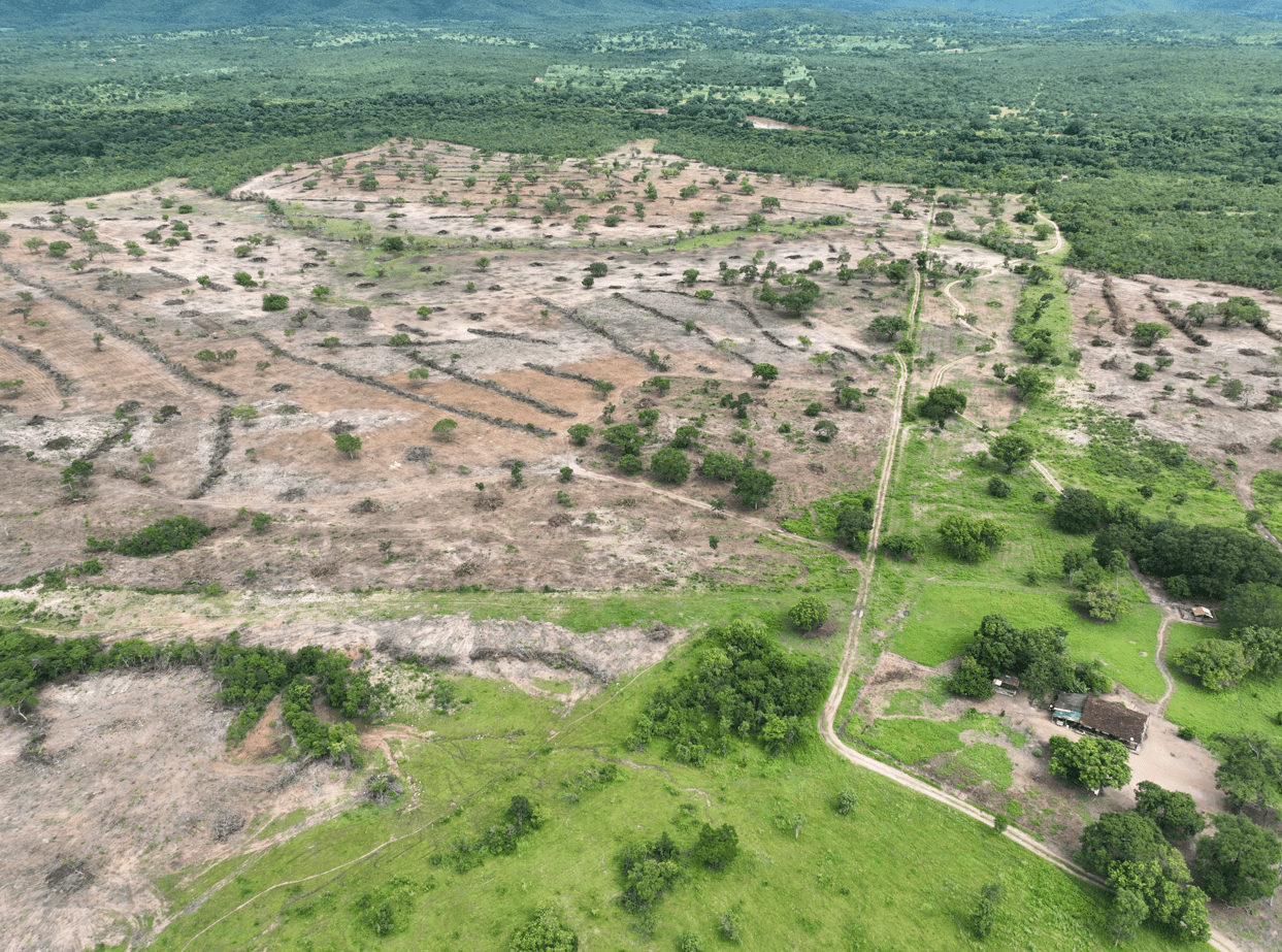 desmatamento-em-Teresina_Semad Semad flagra desmatamento ilegal de 132 hectares em Teresina de Goiás