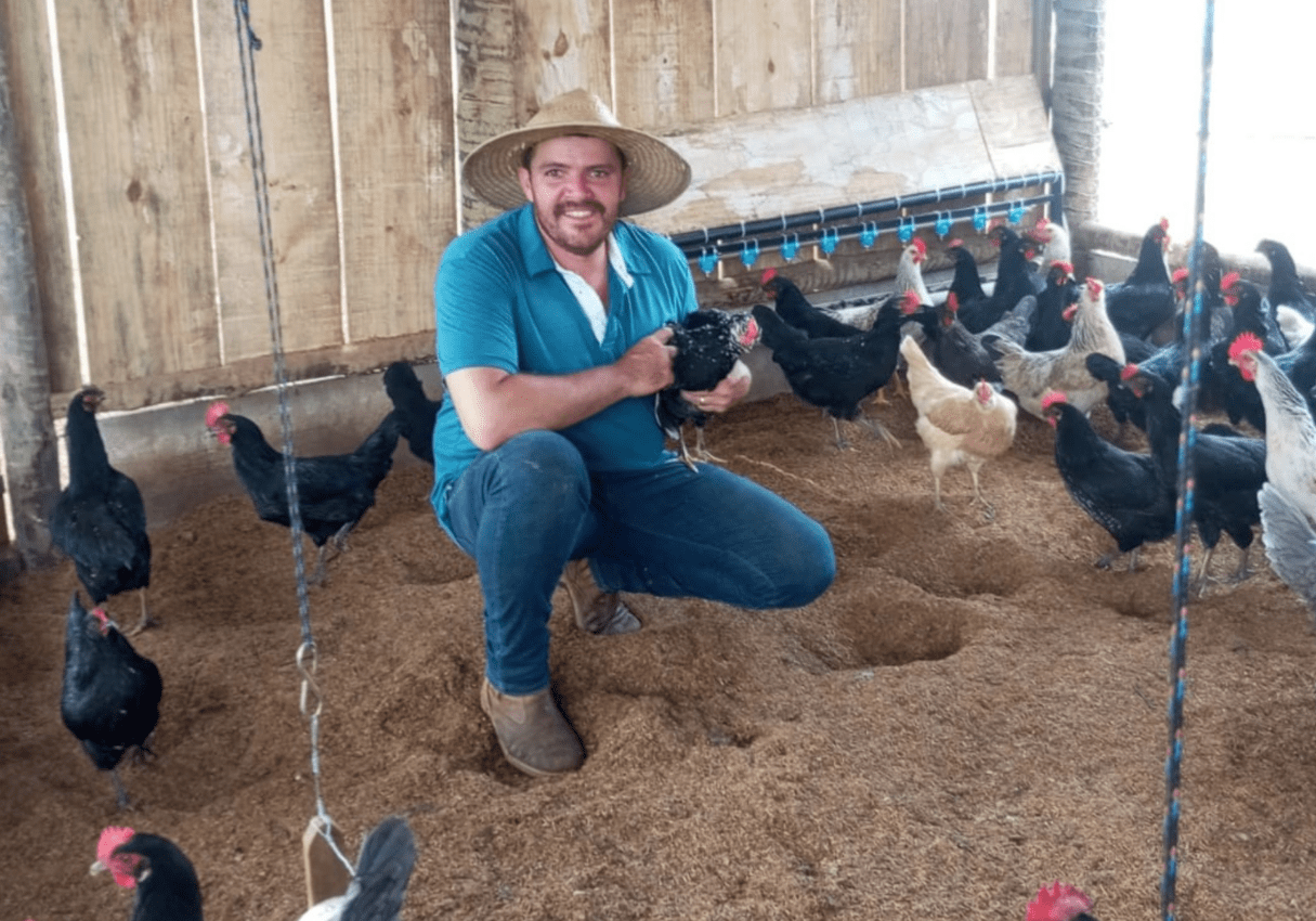 Criador de galinhas