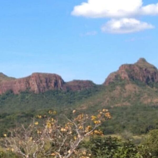 Caiado é eleito representante do bioma Cerrado no consórcio Brasil Verde