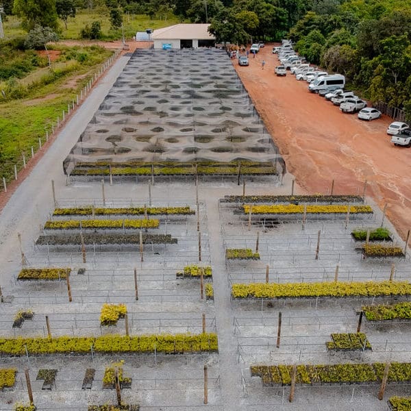 Juntos pelo Araguaia recupera áreas e inaugura viveiro em Piranhas