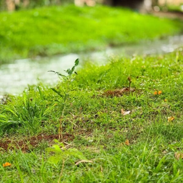 Plantio de 500 mudas de árvores foi realizado para compensar a emissões de gases de efeito estufa geradas pelo evento