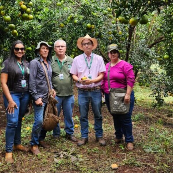 Agrodefesa identifica novas áreas com sintomas de HLB e reforça contenção da praga no Estado