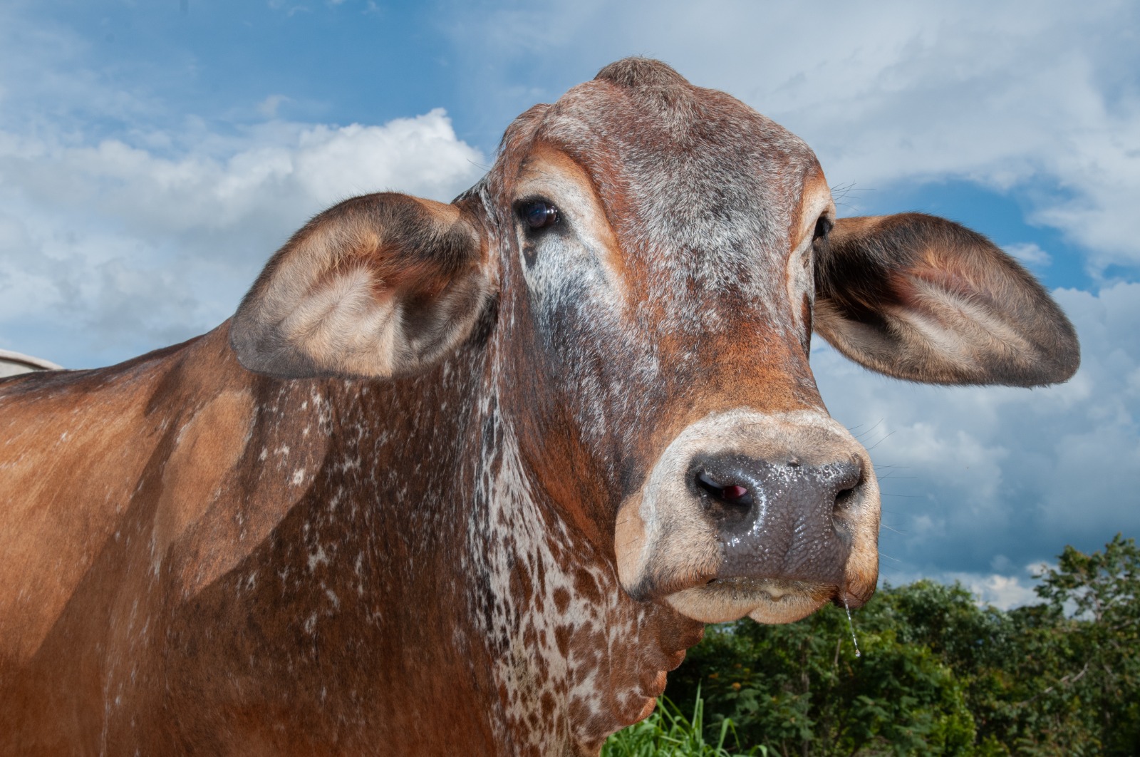 Goiás inicia última campanha obrigatória contra raiva em herbívoros em 119 municípios - Fotos: Ênio Tavares e Agrodefesa