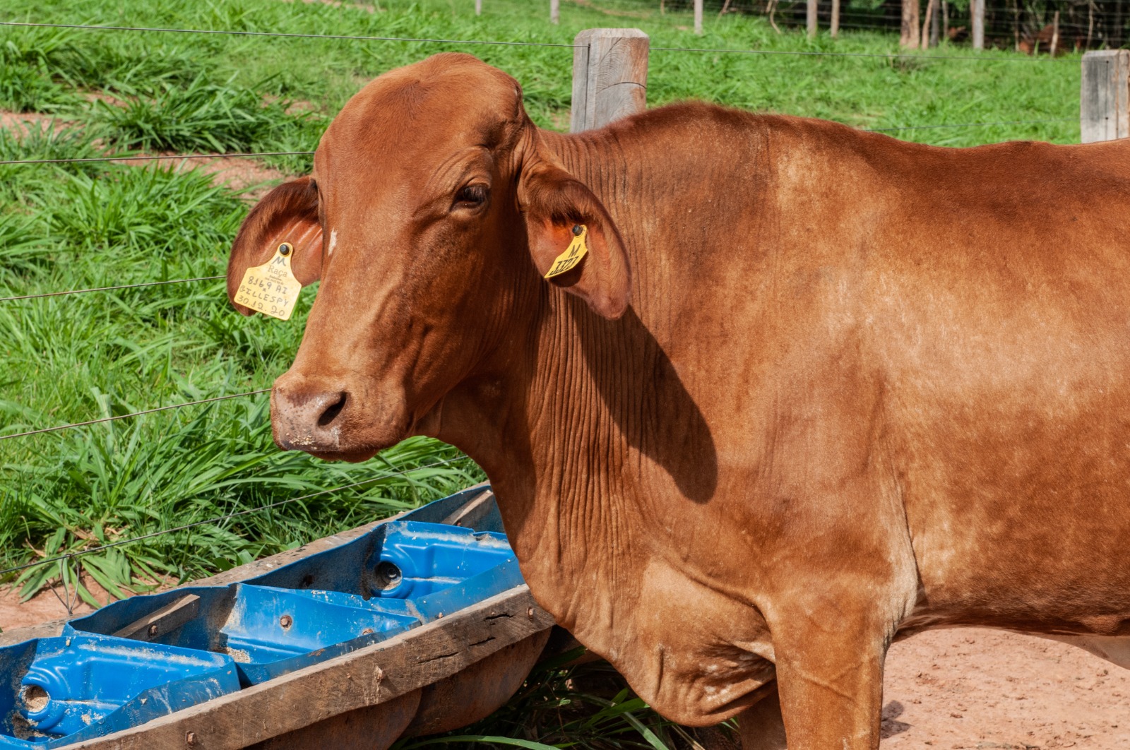 Goiás inicia última campanha obrigatória contra raiva em herbívoros em 119 municípios (Fotos: Ênio Tavares e Agrodefesa)