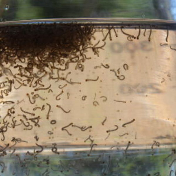 Goiás investe em inovação contra o Aedes aegypti