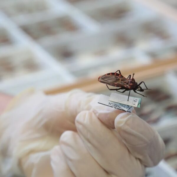 Goiás intensifica combate à doença de Chagas