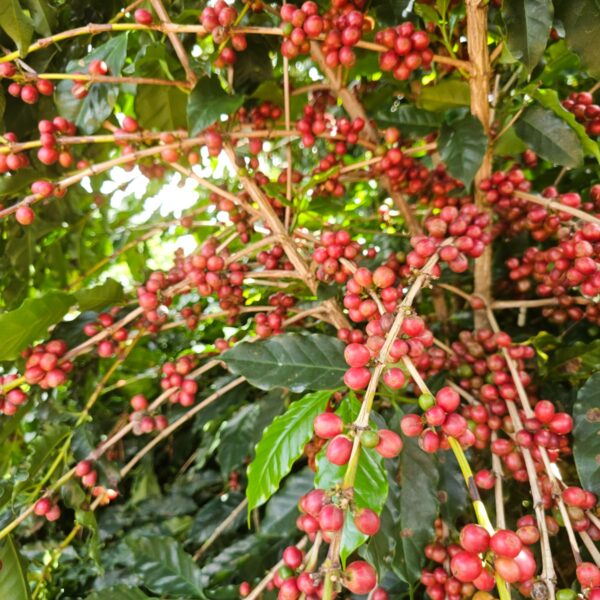 Goiás fomenta pesquisa para impulsionar a cafeicultura regional