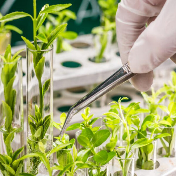 Goiás abre consulta pública sobre atualização da legislação de bioinsumos - pequenas mudas de plantas em laboratório