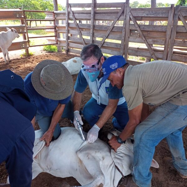 Homens vacinando gado