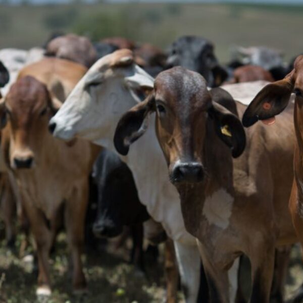 Nova normativa da Agrodefesa reforça controle da brucelose e da tuberculose em Goiás