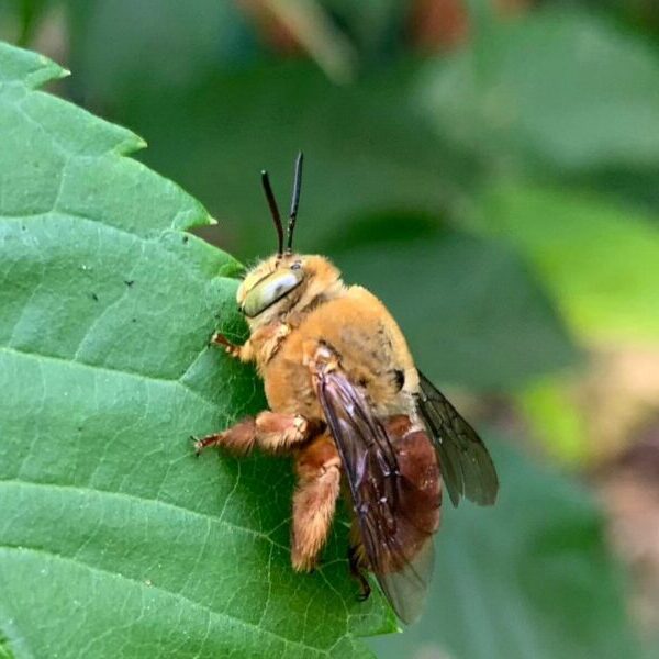 Consulta ampla avalia o risco de extinção de abelhas em Goiás