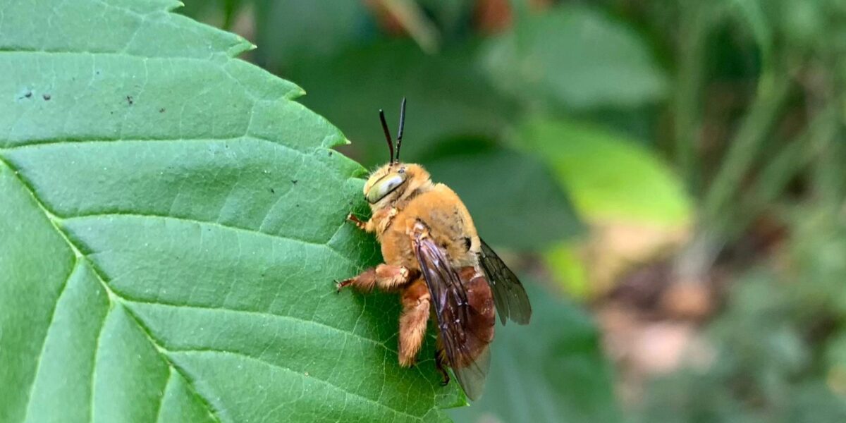 Consulta ampla avalia o risco de extinção de abelhas em Goiás