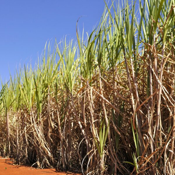 Goiás bate recorde na produção de cana-de-açúcar na safra 2024/25