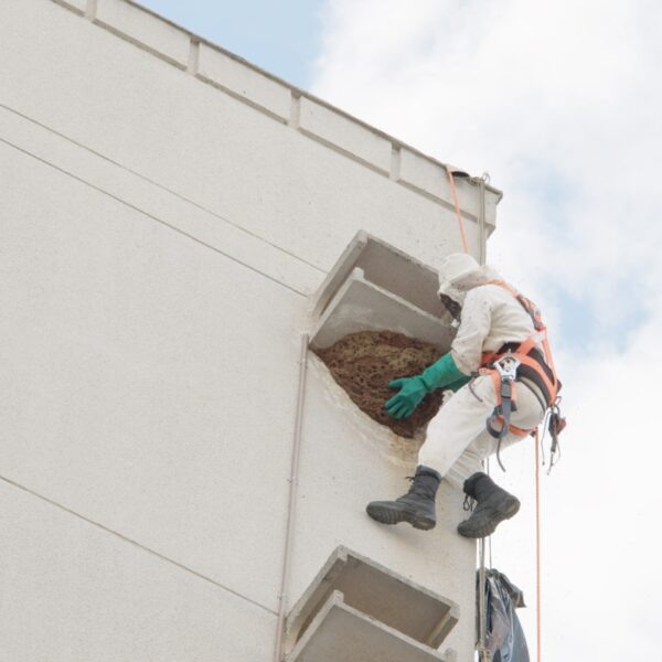 Filme Resgate Abelha será mostrado no Cine Cultura