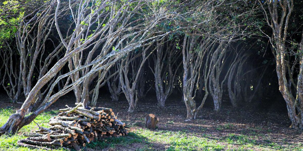 Emater investiga causas da mortalidade de jabuticabeiras em Hidrolândia