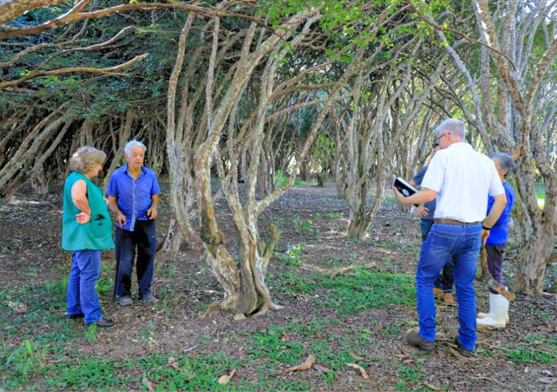 Emater investiga causas da mortalidade de jabuticabeiras em Hidrolândia