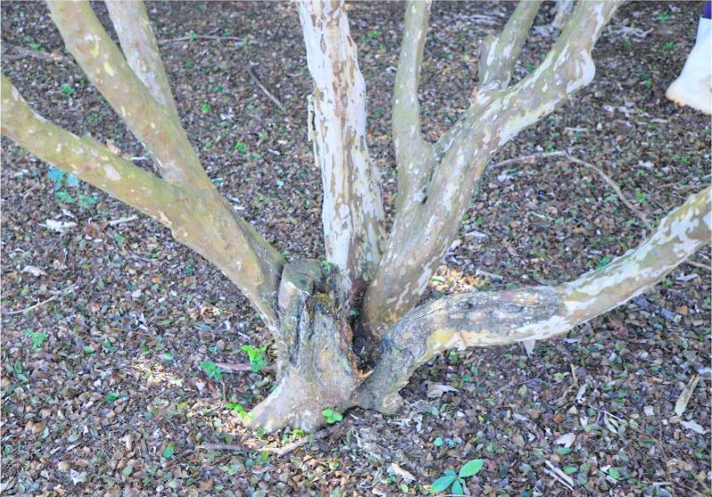 Emater investiga causas da mortalidade de jabuticabeiras em Hidrolândia