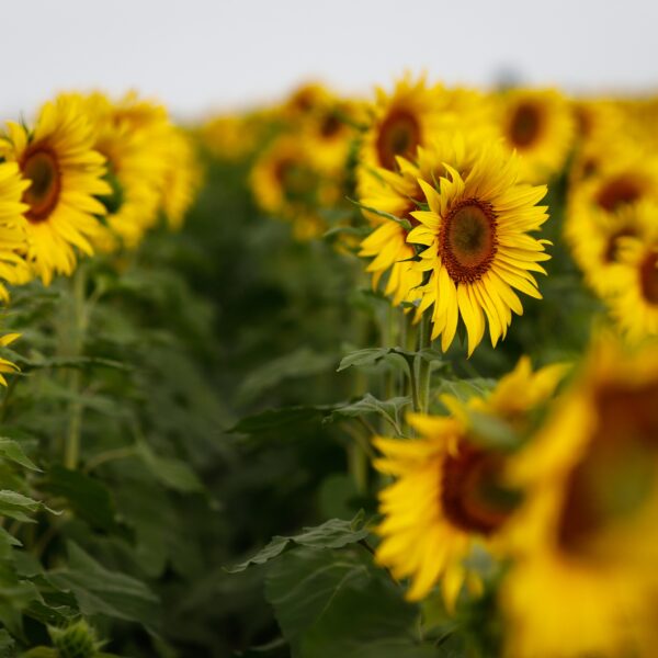 Girassol - Crédito Wenderson Araujo