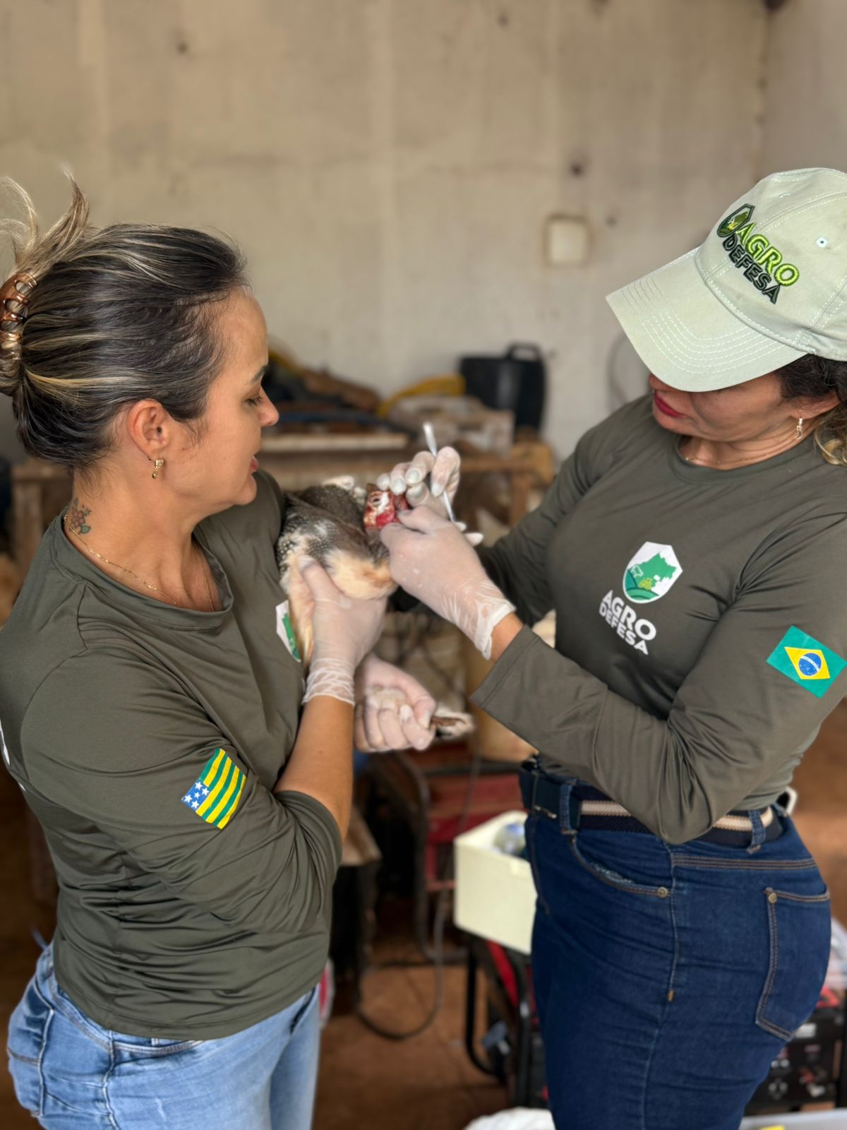 Goiás decreta emergência zoossanitária preventiva contra a gripe aviária